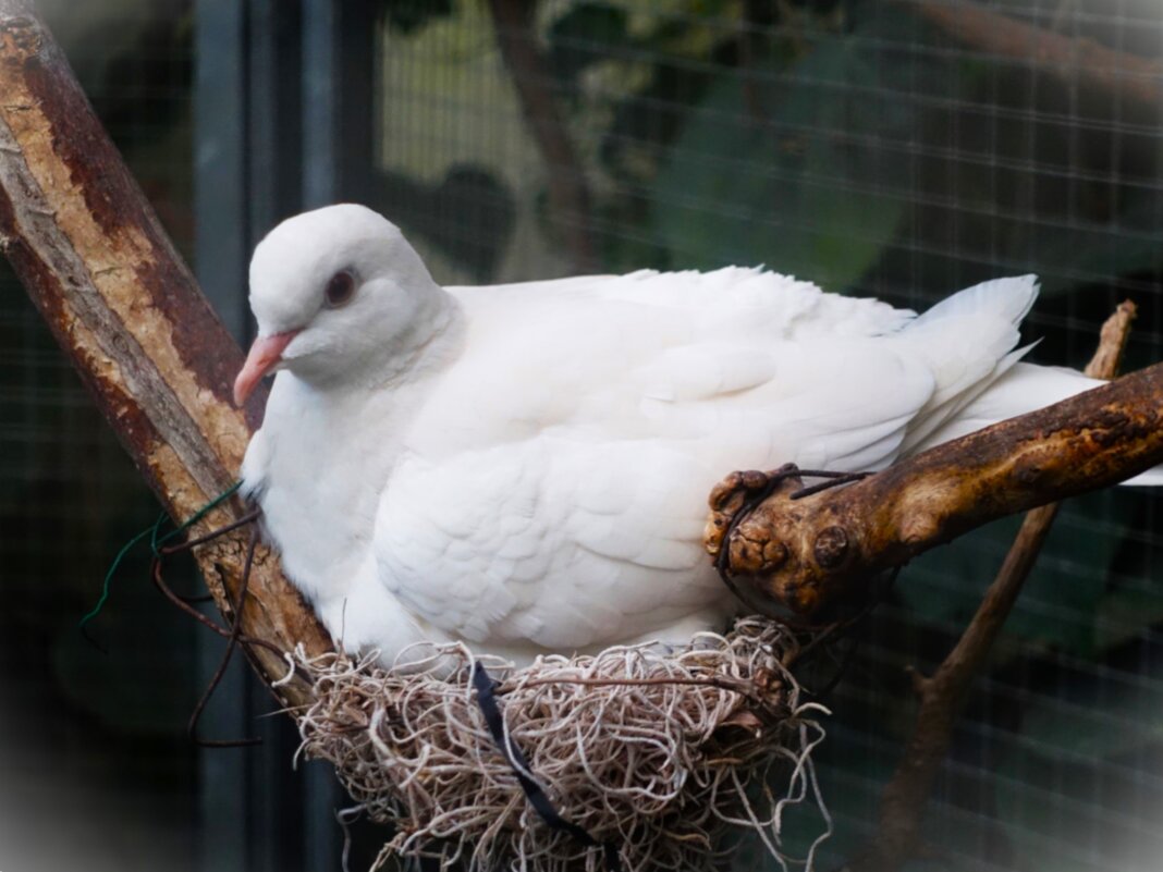 Египетская смеющаяся горлица на гнезде - Aida10 