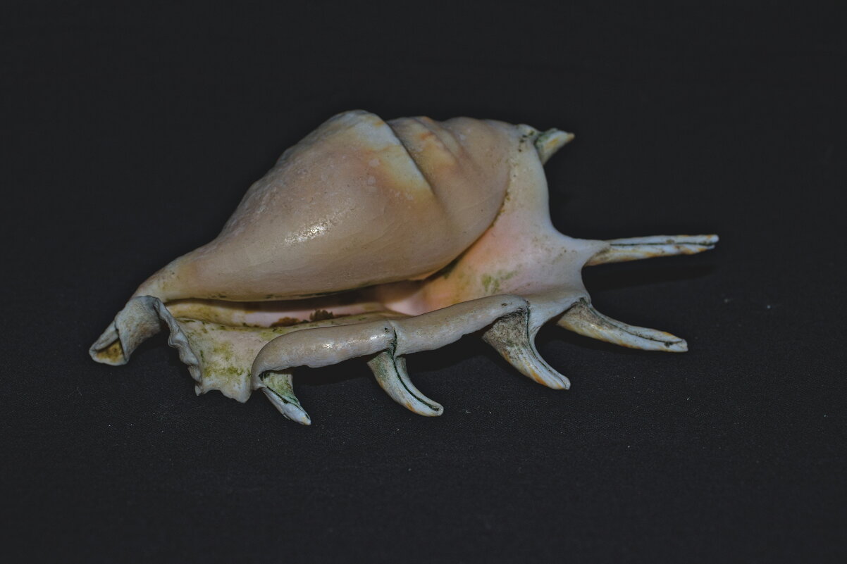 Ракушка - Giant Tao /