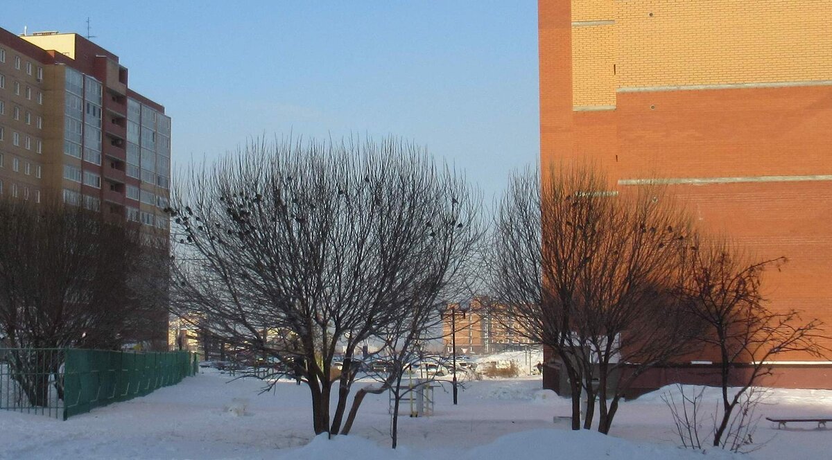 Деревья, птицы и дома - Андрей Макурин