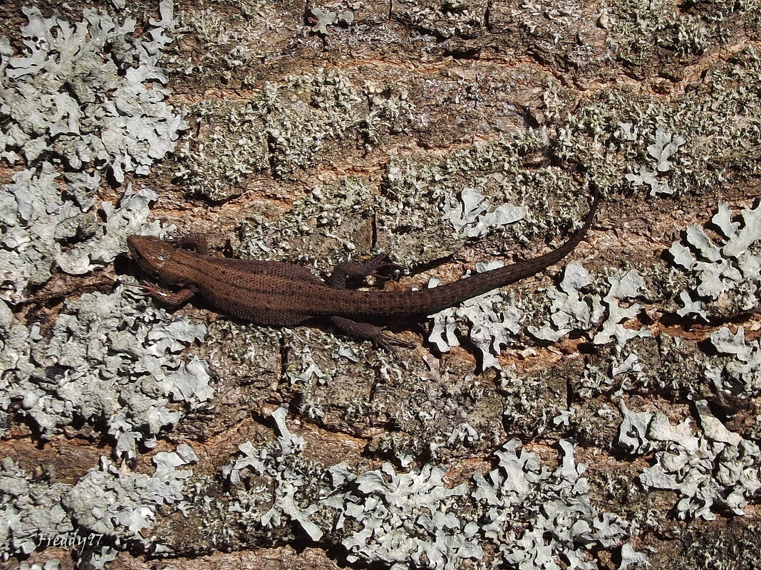 Ящерица - Freddy 97
