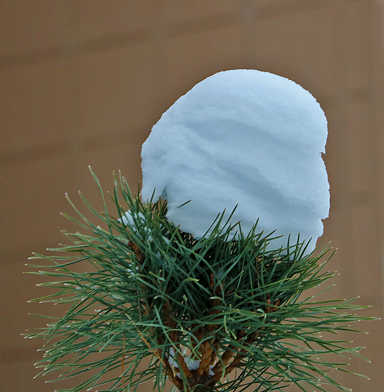 Тяжела ты, шапка... - Светлана 