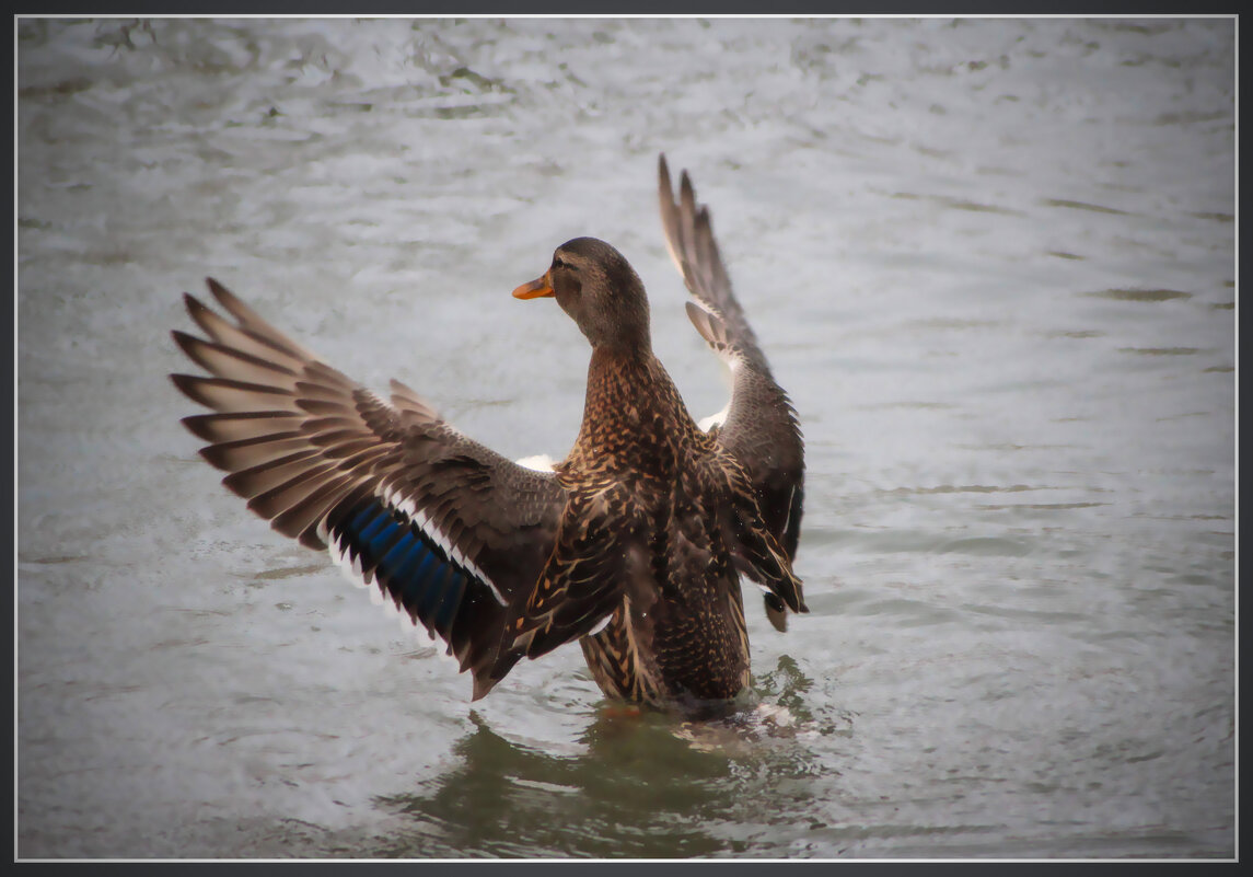 ::: - Александр. AVG100 ---