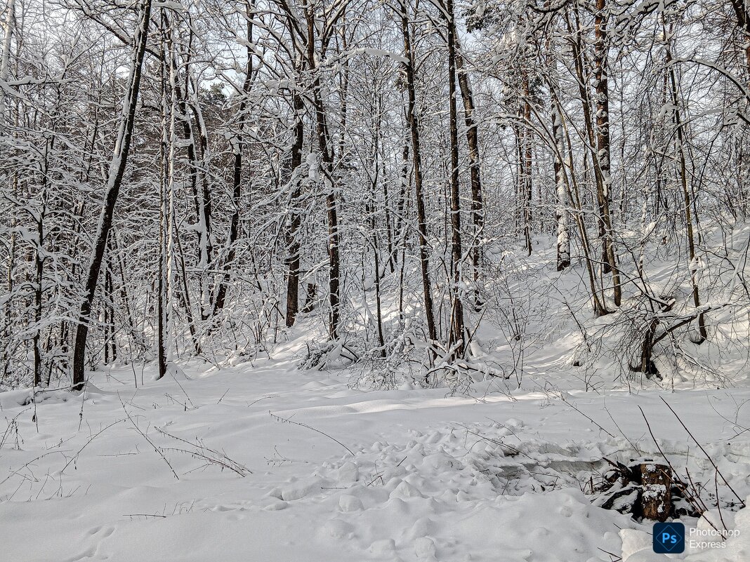 Зимний лес - Юлия Денискина