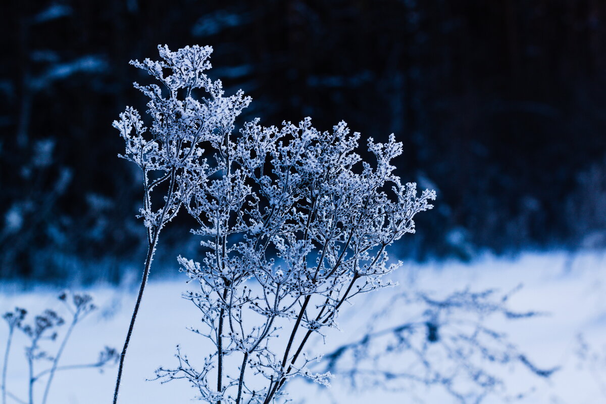 сухостой в в пуховой шале - Артём 