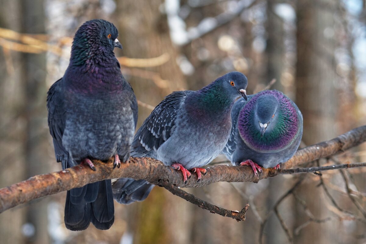 «Сообразим на троих» - александр 