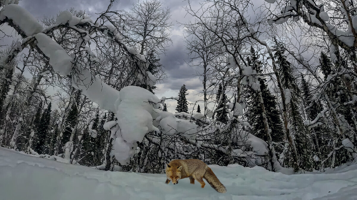 В зимней тайге. - Aleksey Afonin
