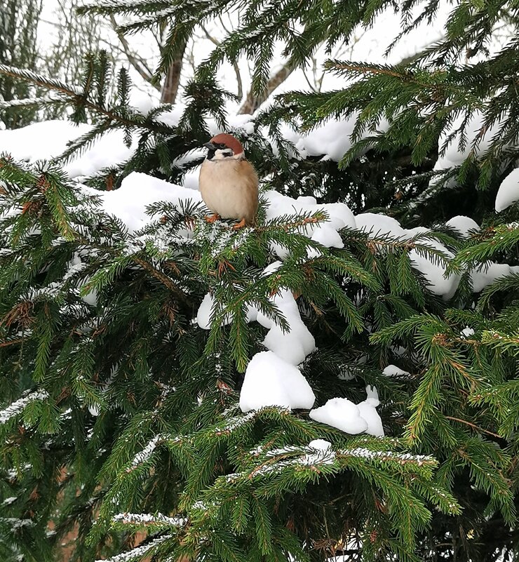 Воробей, который похож на елочную игрушку. - Любимова Ольга Воробей, который похож на елочную игрушку. - Любимова Ольга