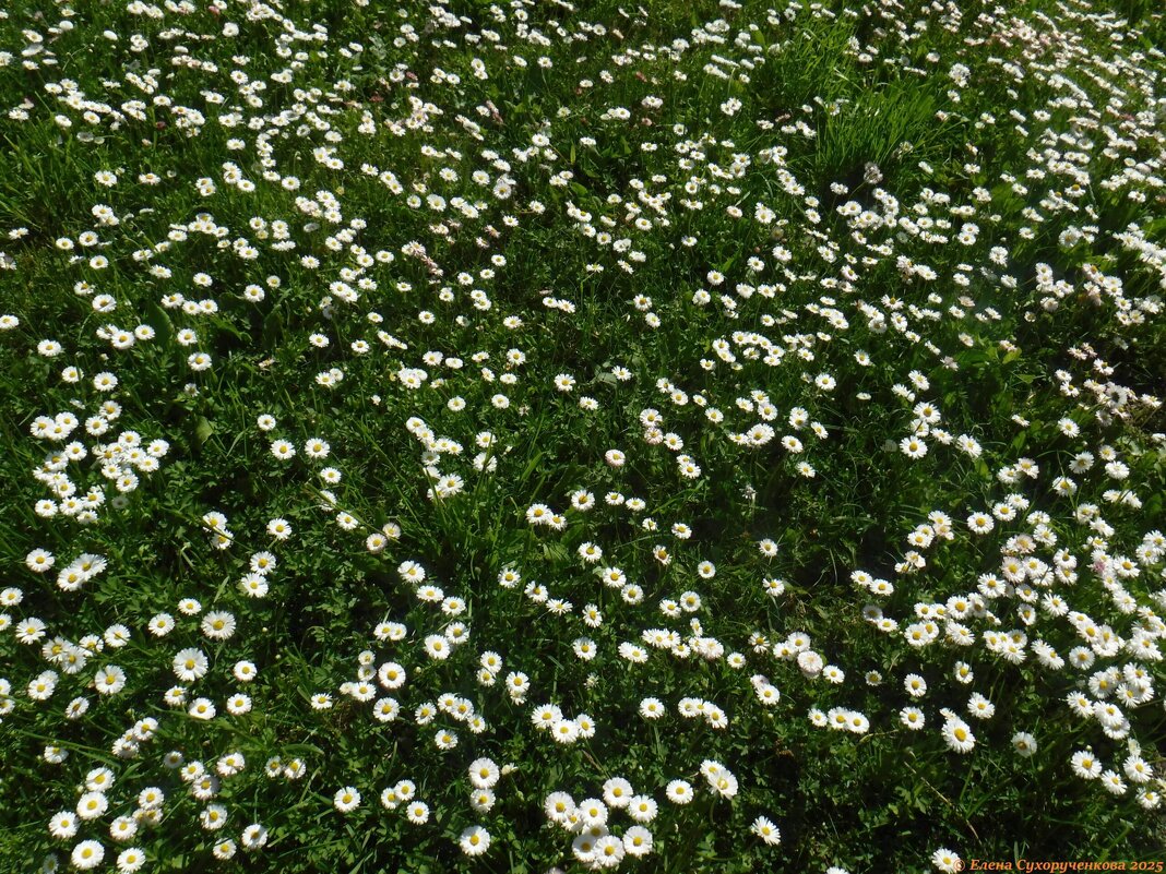Маргаритковое поле - Елена Сухорученкова