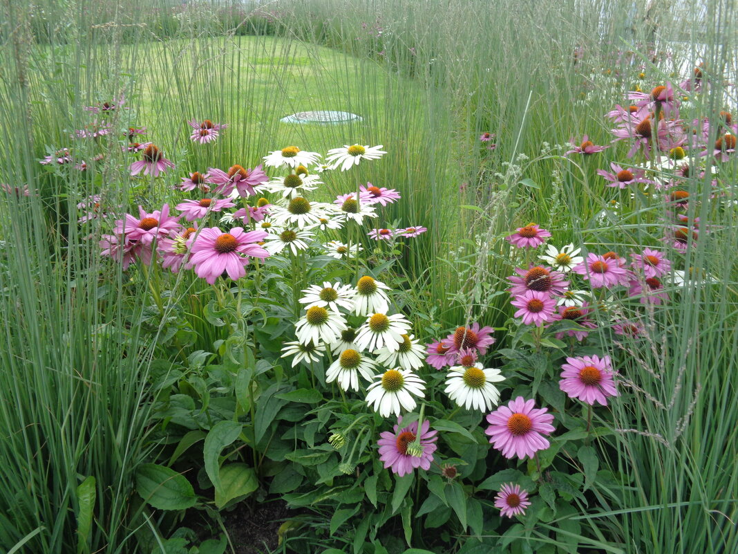 цветы - Наталья 