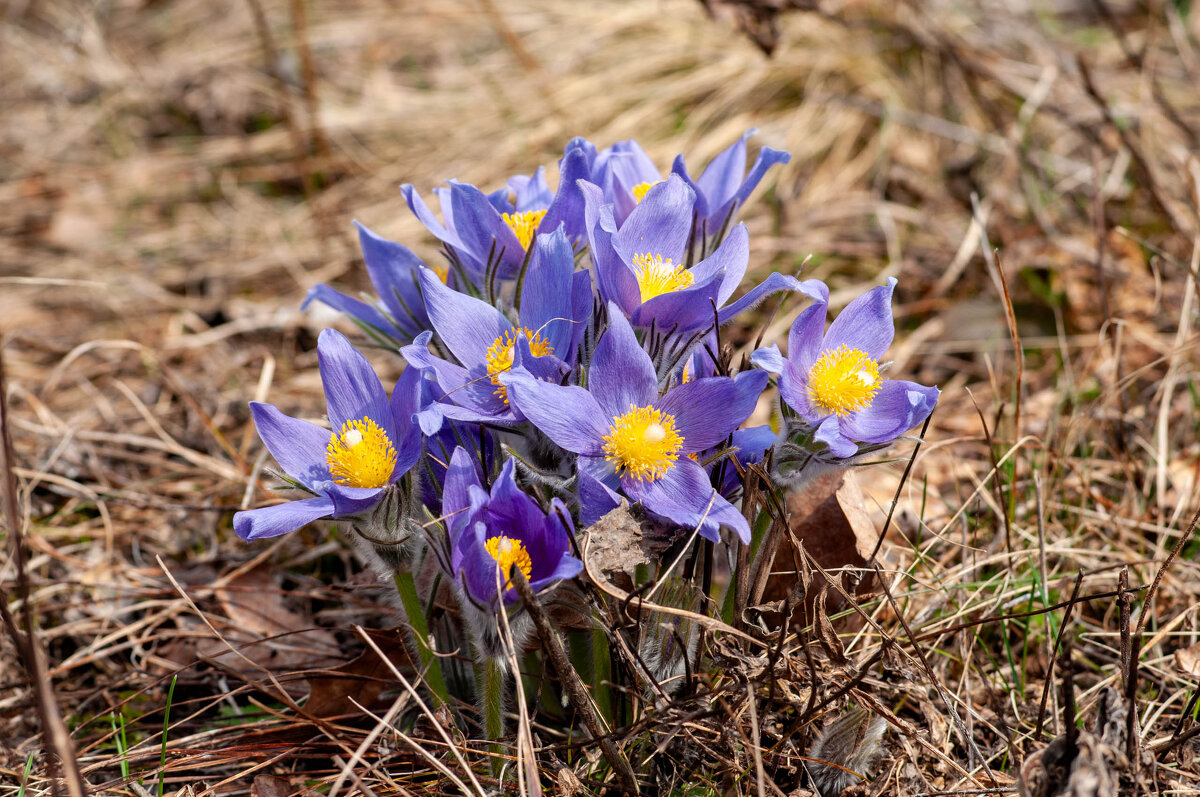 * - Владимир Иванович