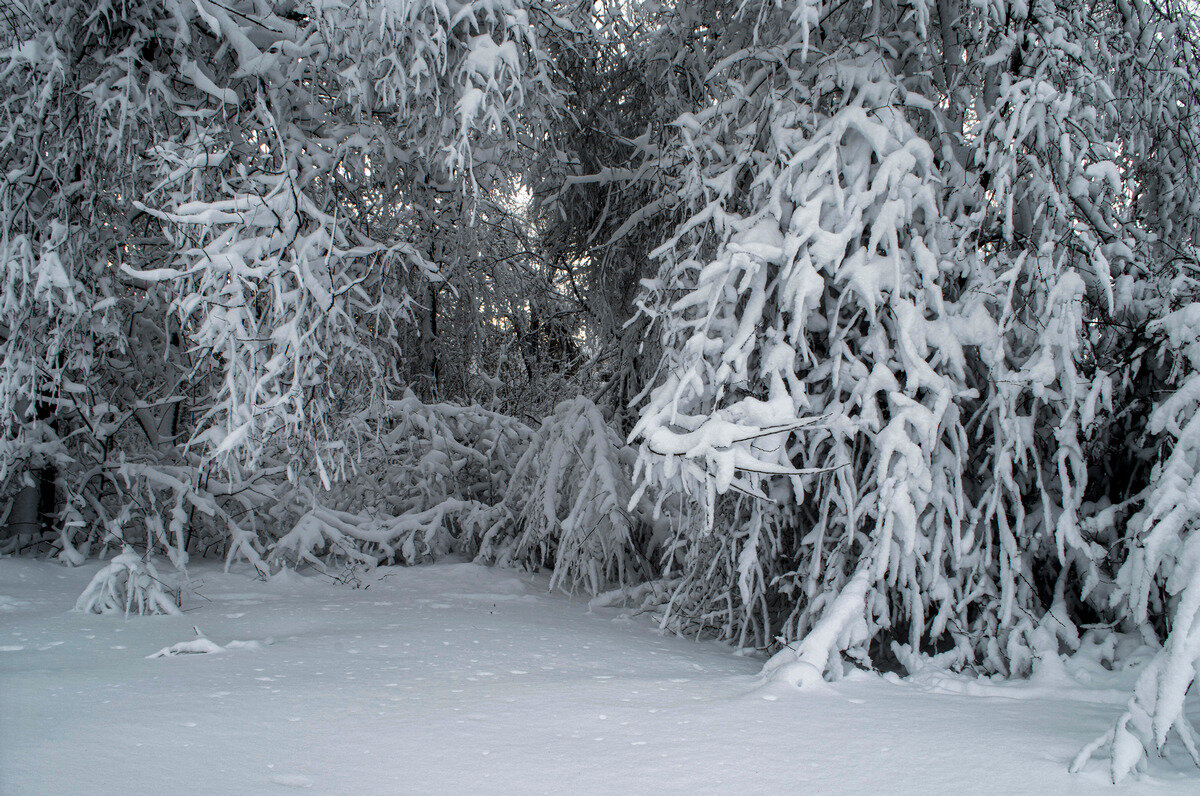 заснежило - Aleksandr 
