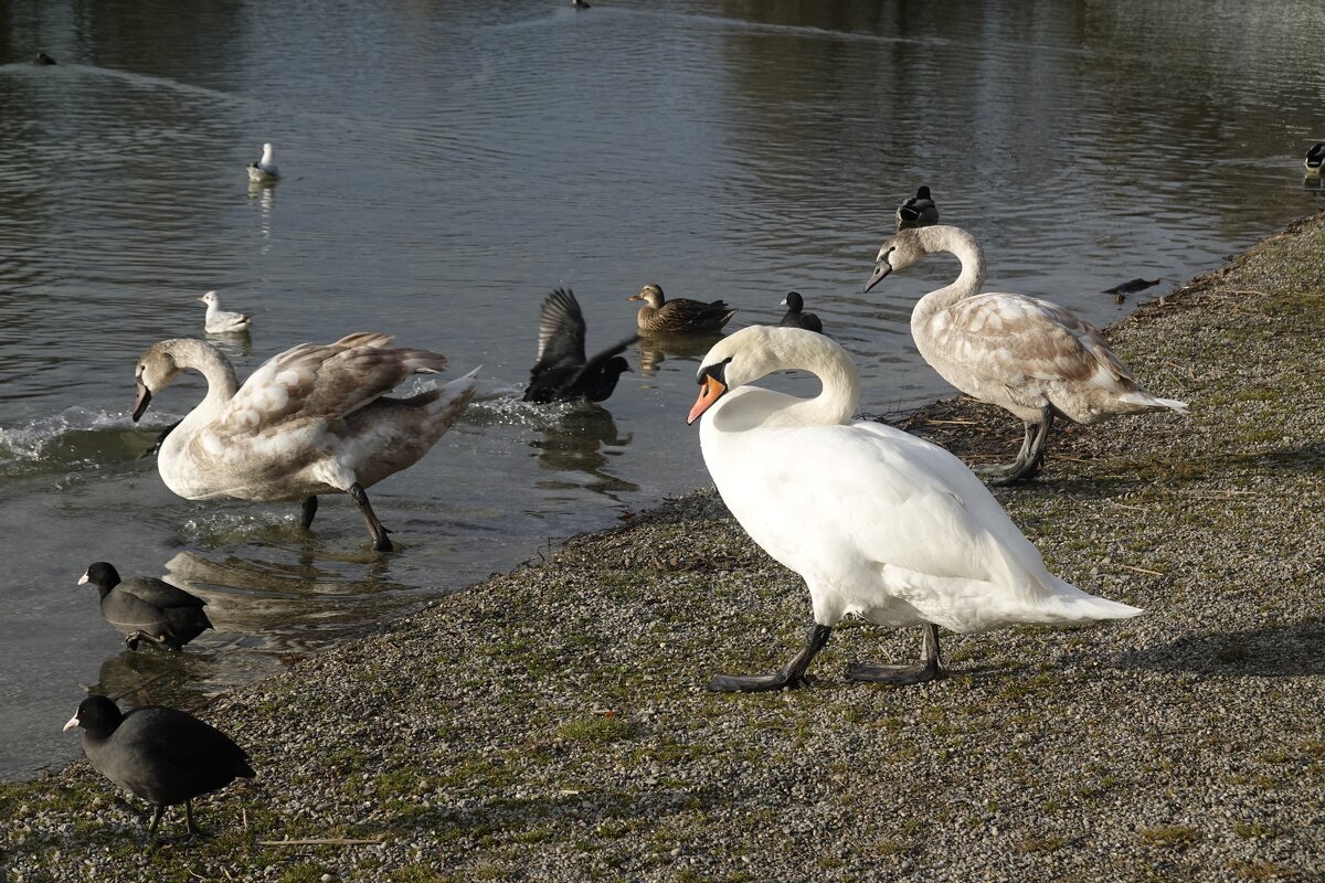...вместе весело шагать... - Галина 