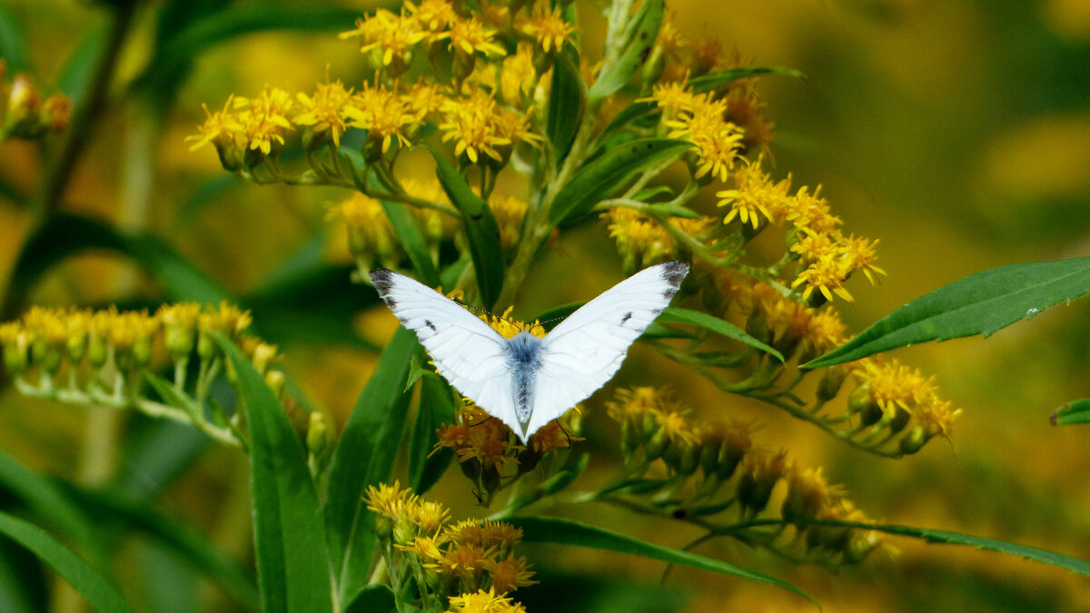 опять про бабочек...341 - Александр Прокудин