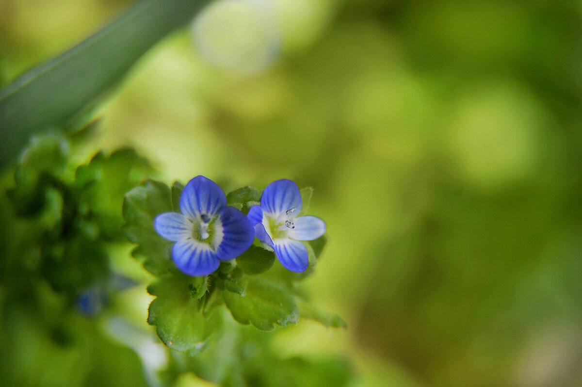 Вероника персидская - Надежда Куркина 