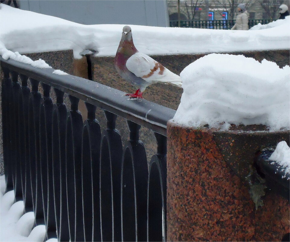 десерт "Птичье молоко" - sv.kaschuk 