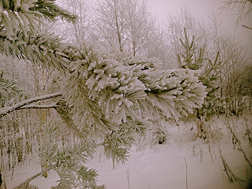Зима - Сергей Кочнев