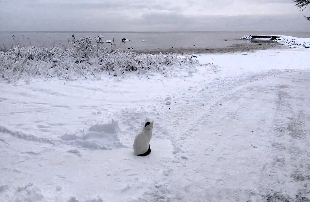 Два дня до Нового Года...(Снято на смартфон) - Sergey Gordoff