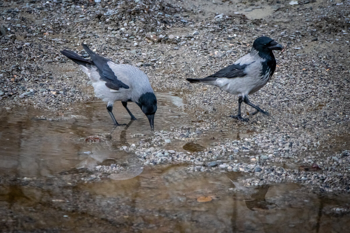 Жажда. - Дмитрий А