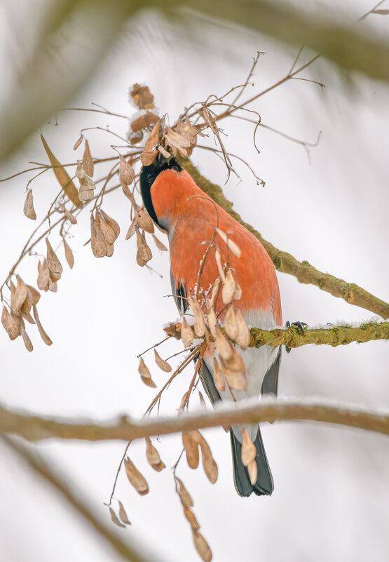 Снегирюша полдничает - Дарья Меркулова