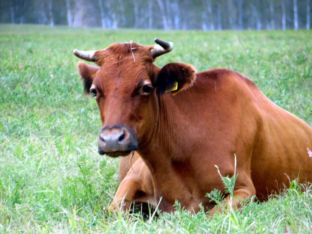 Коровушка. - nadyasilyuk Вознюк Коровушка. - nadyasilyuk Вознюк