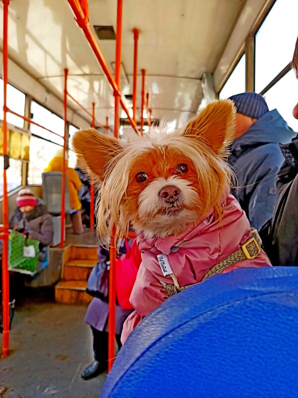 - Предъявите билет! - Vladimir Semenchukov