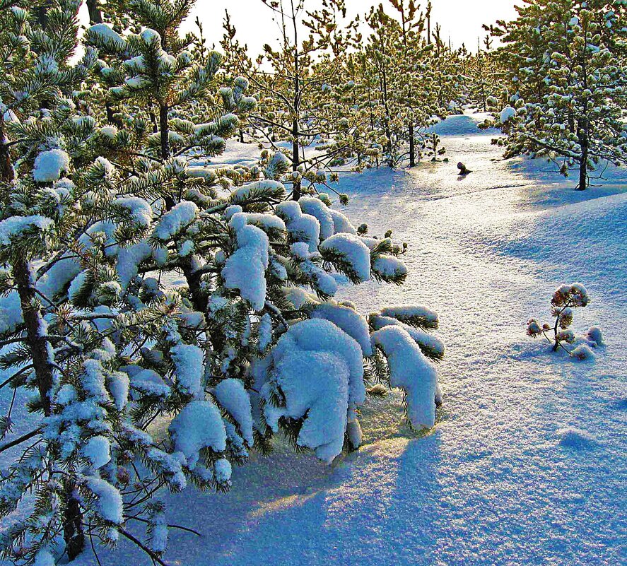 Январь...Морозное утро на лесной полянке! - Владимир 