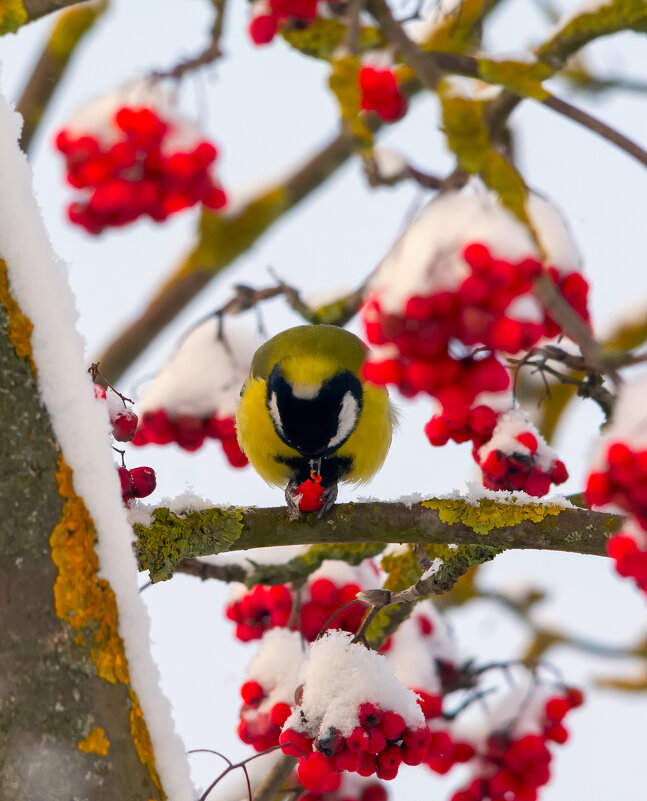 ** - Виталий Емельянов ** - Виталий Емельянов