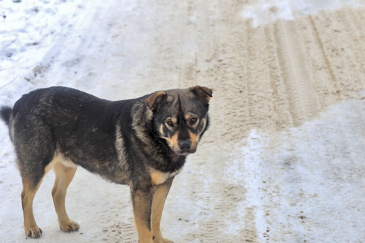 Его зовут Балбес - Юрий Гайворонскiий Его зовут Балбес - Юрий Гайворонскiий