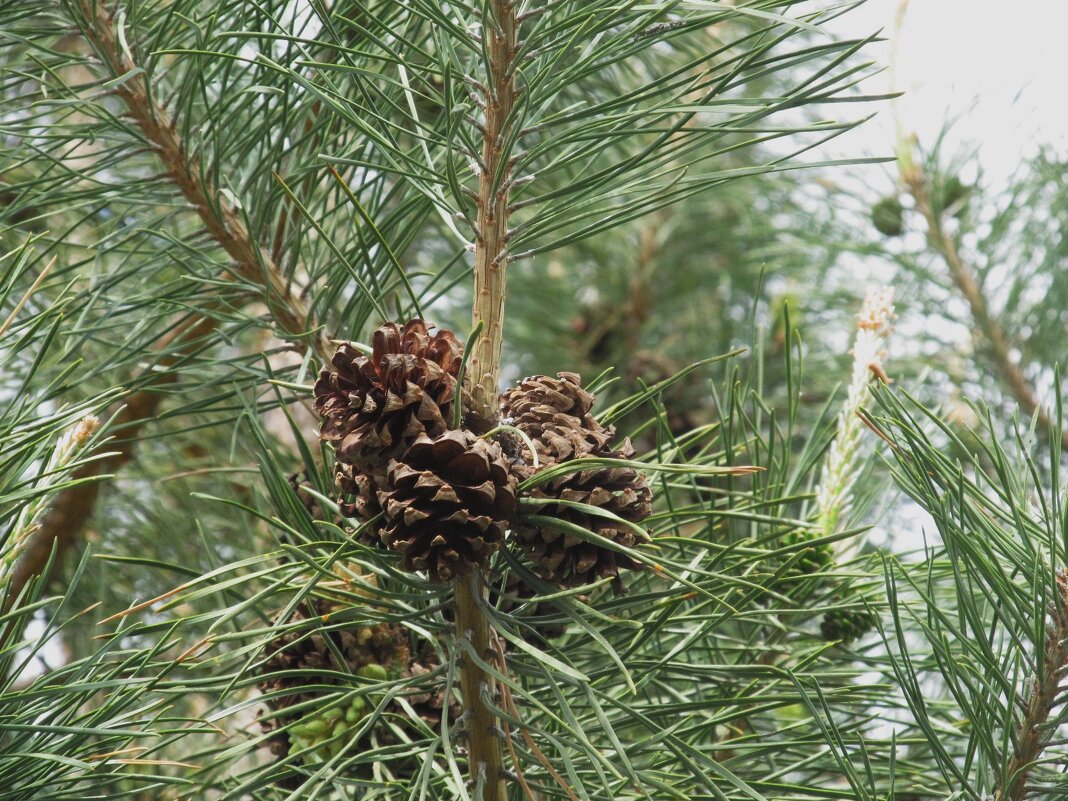 май - Елена Шаламова