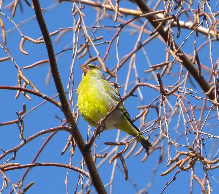 Зеленушка - Лариса С. Зеленушка - Лариса С.