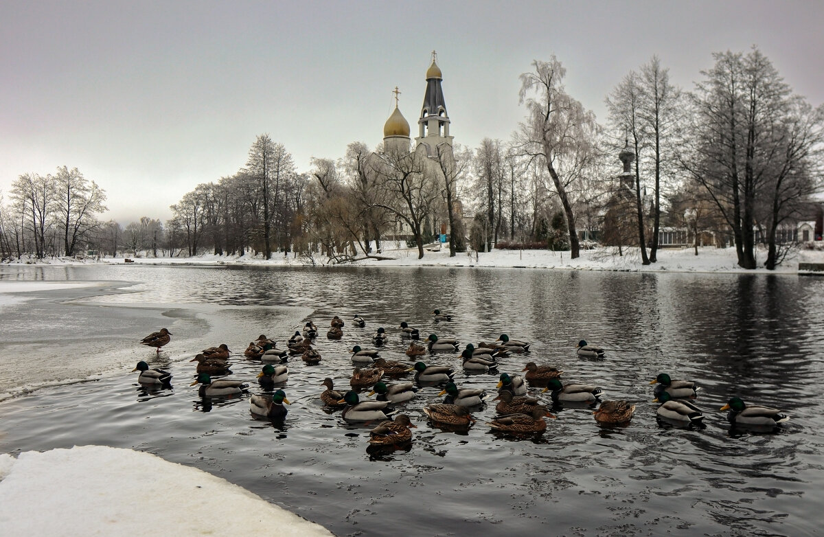 Сестрорецк - skijumper Иванов Сестрорецк - skijumper Иванов