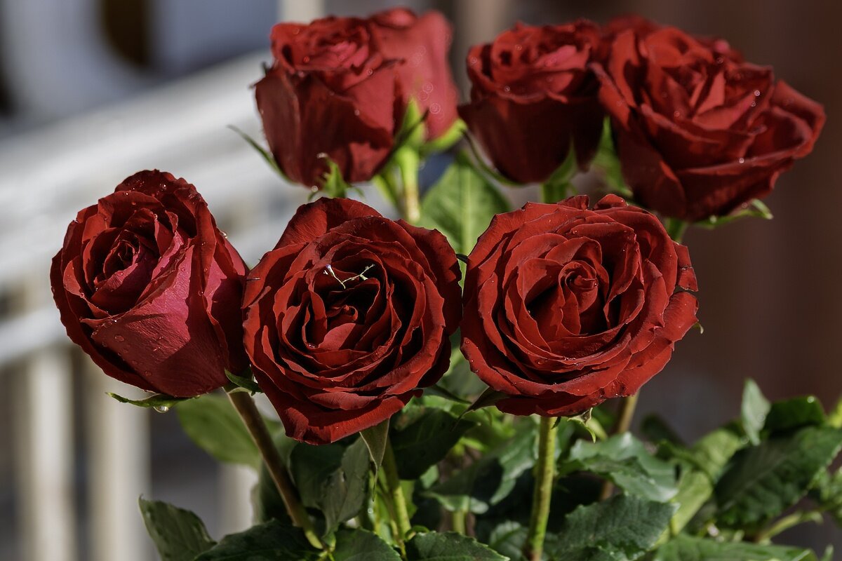 Розы - Игорь Сикорский Розы - Игорь Сикорский