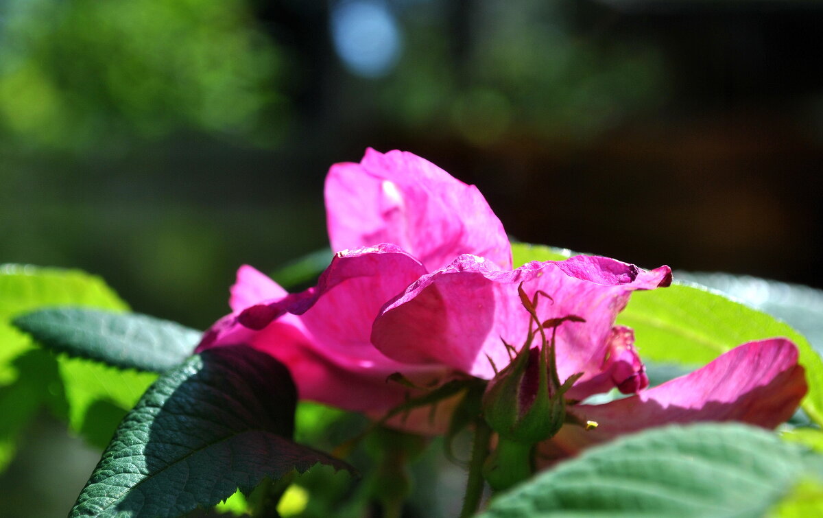 Размечталось .. - AleksSPb Лесниченко Размечталось .. - AleksSPb Лесниченко