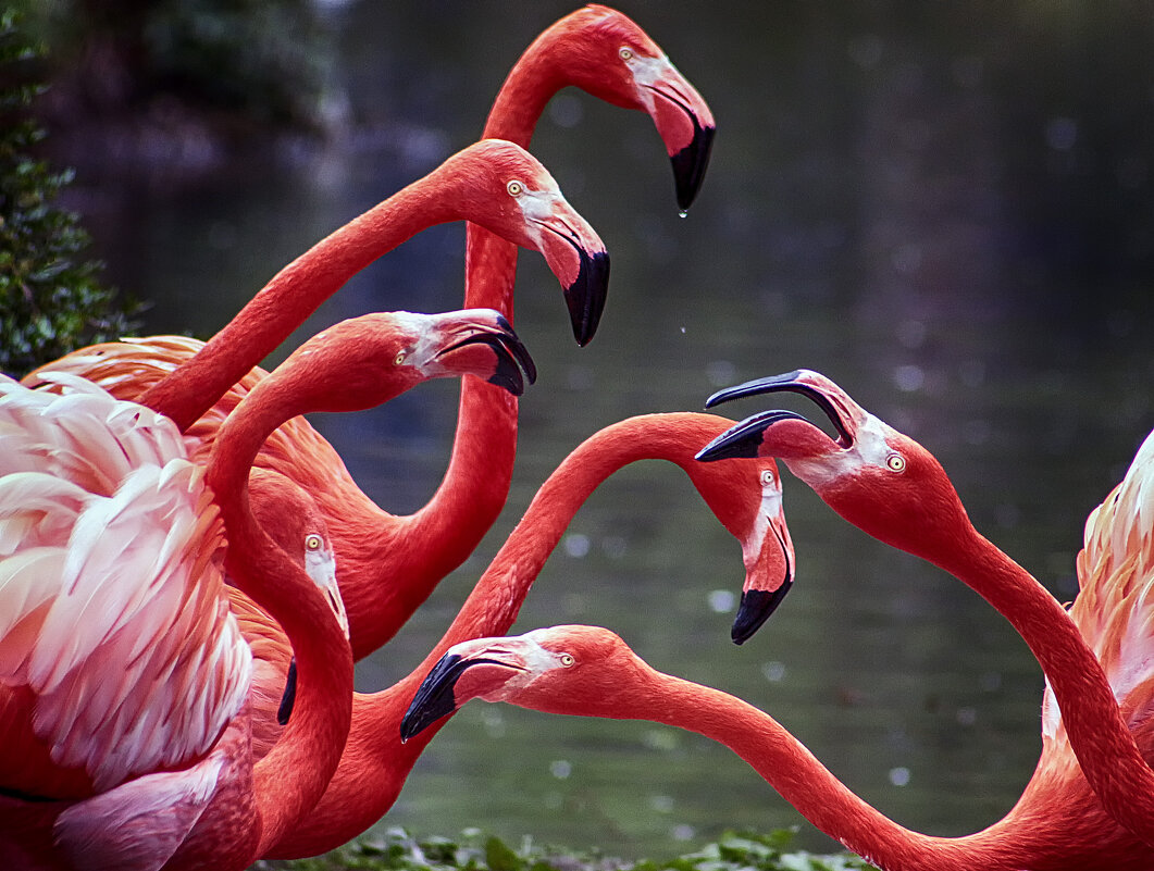 На собрании - Андроник Александр 