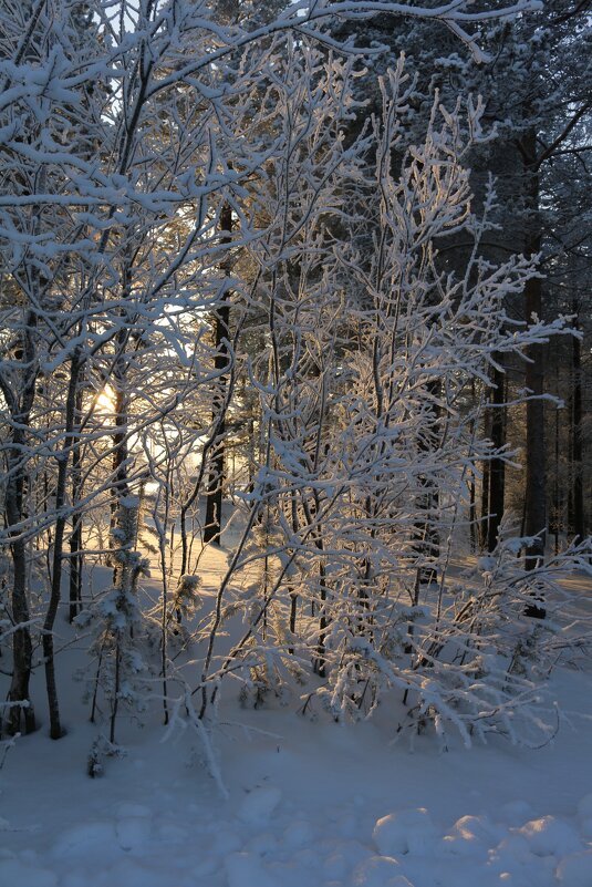 Хрустальный лес - Ольга 