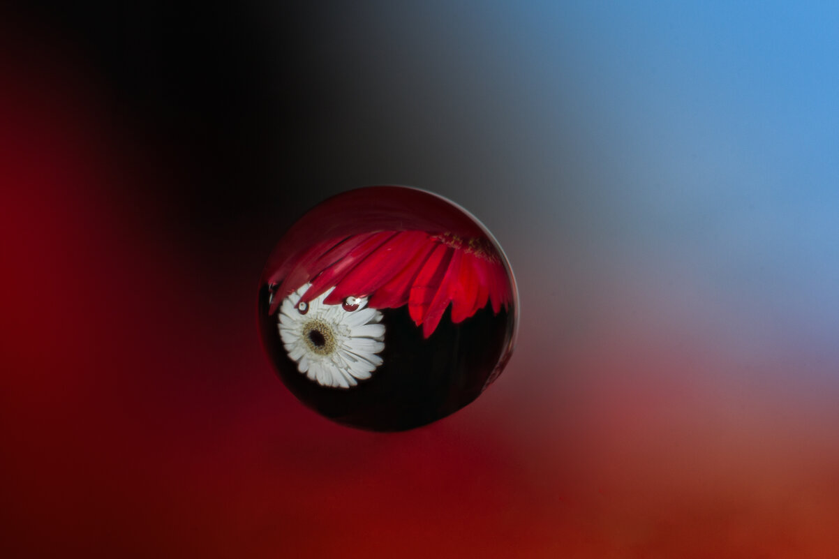 Отражение в капле - Игорь Шевченко Отражение в капле - Игорь Шевченко