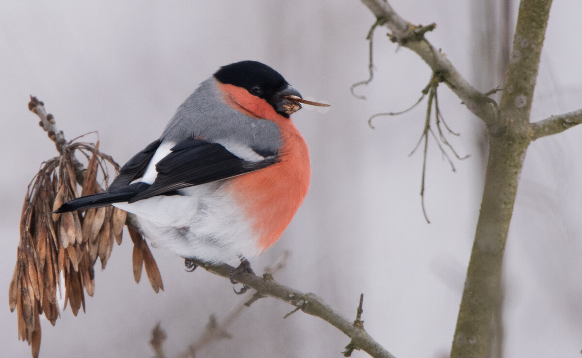 ** - Владимир Безбородов ** - Владимир Безбородов