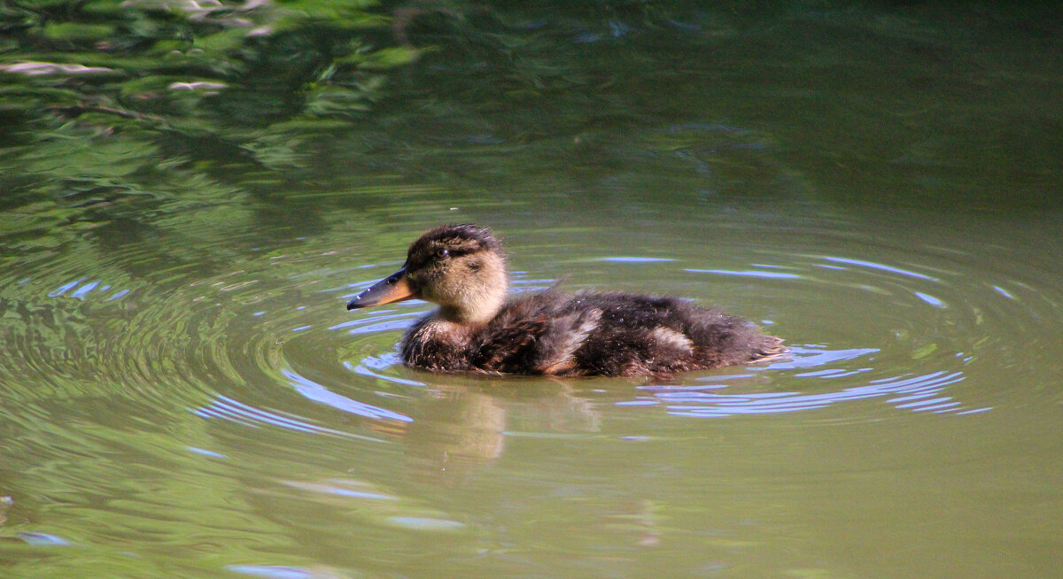 *** - Александр. AVG100 ---