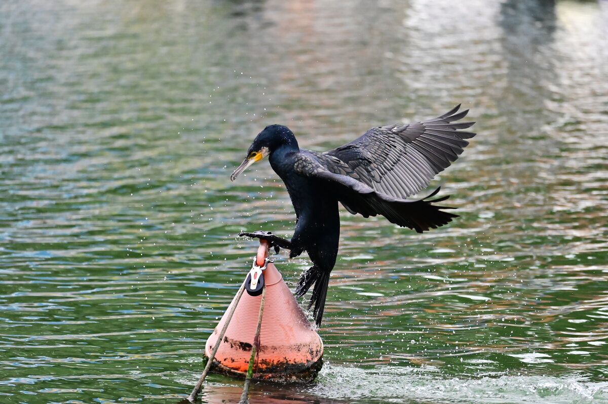Баклан эквилибрист - Светлана Баклан эквилибрист - Светлана