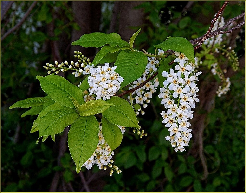 Веточка черёмухи душистой ... - Валентина Надсон