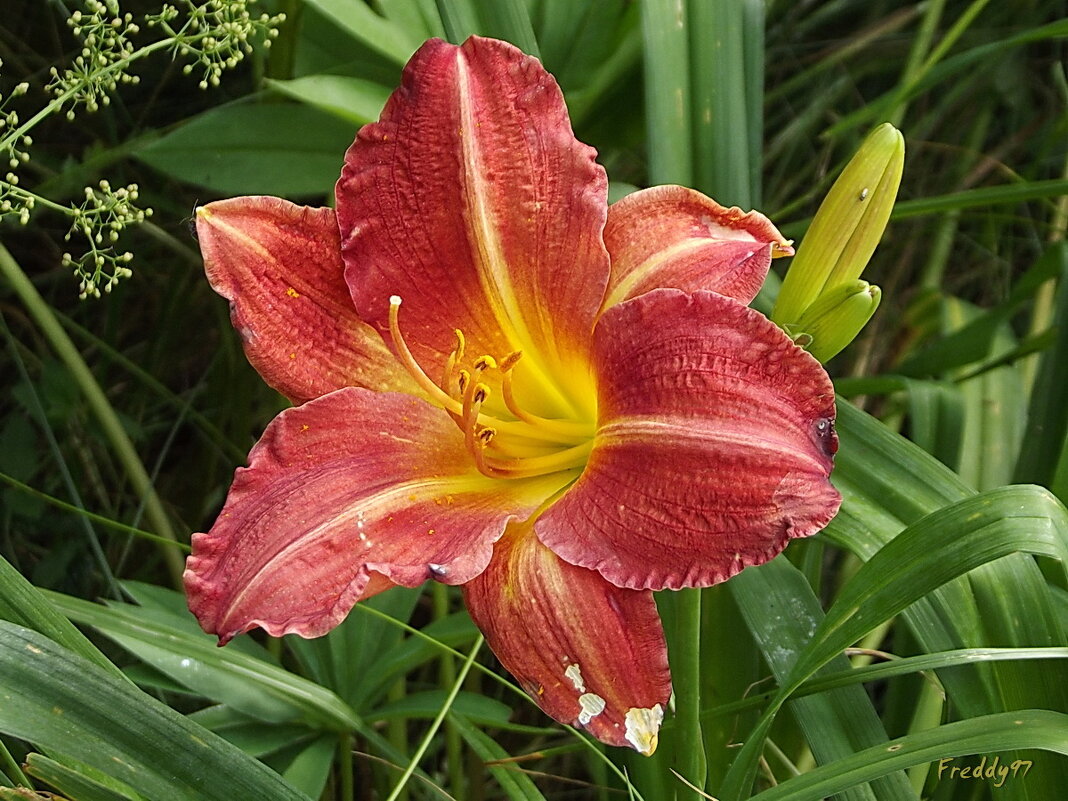 Лилейник - Freddy 97