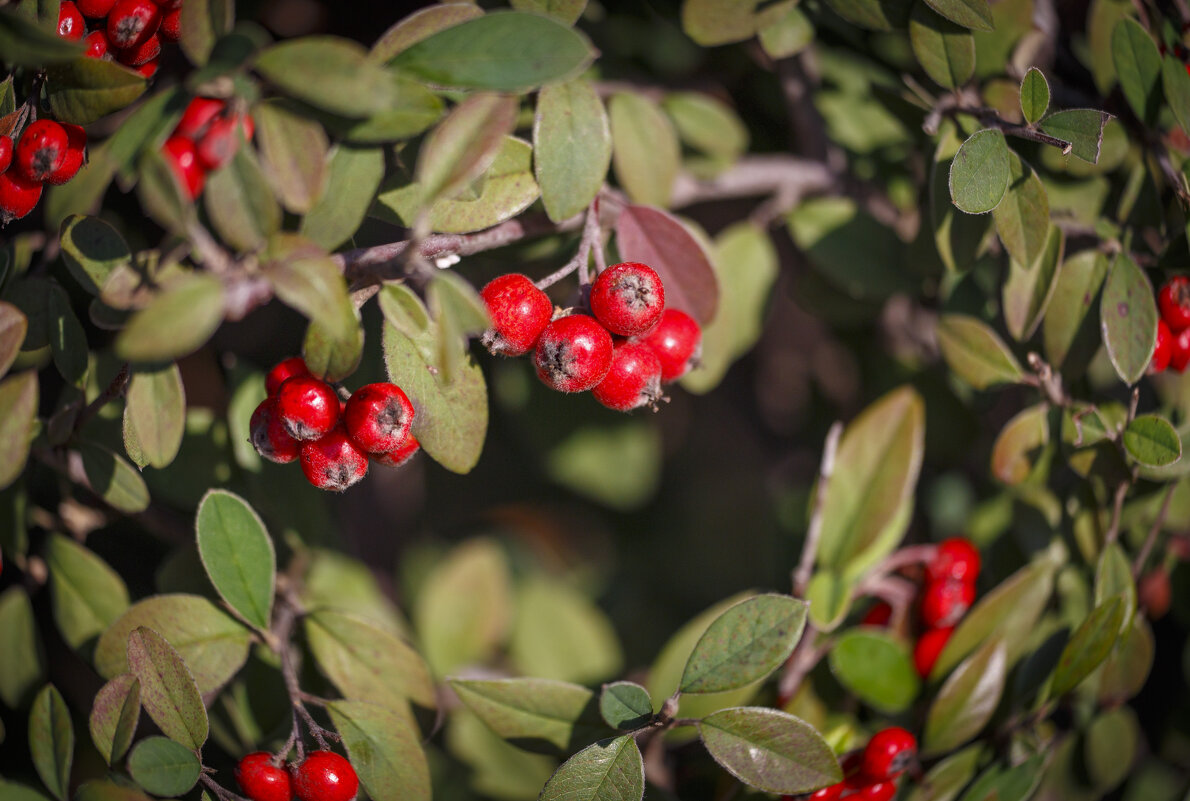 Зима - Светлана Тихонина Зима - Светлана Тихонина