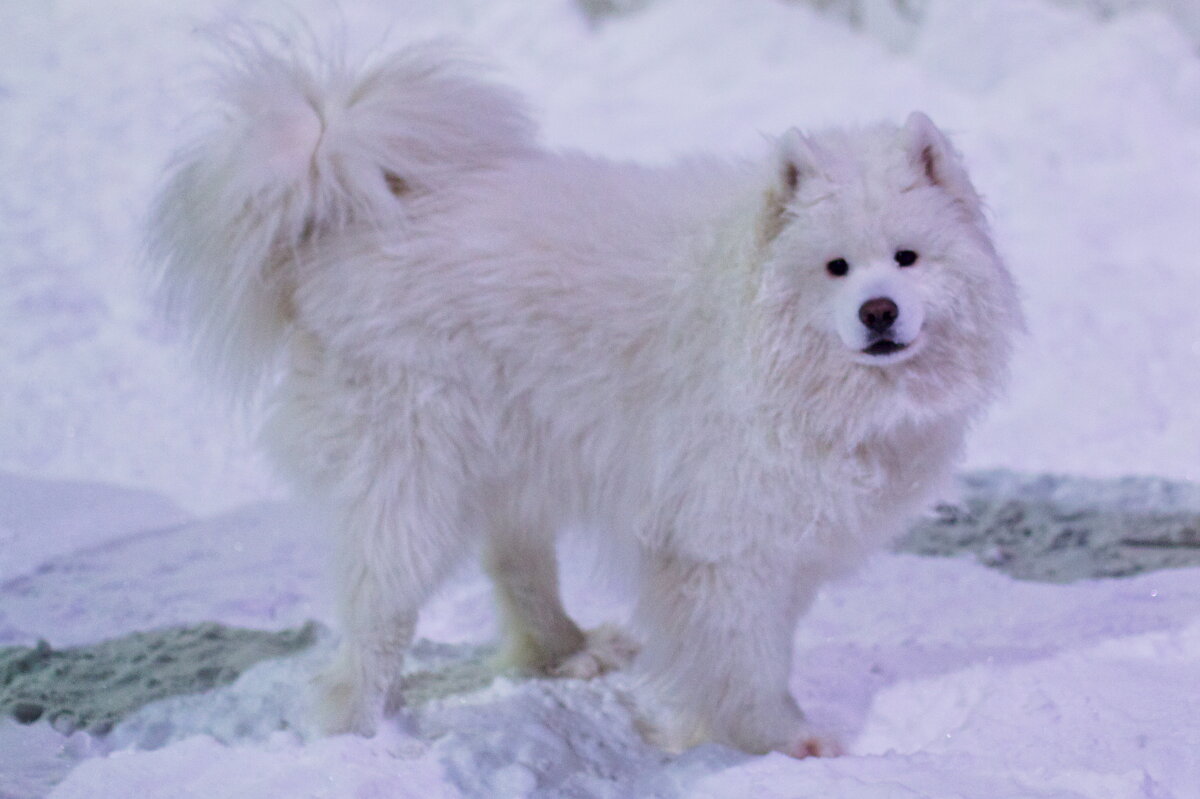 самоед "Амор" - Артём самоед "Амор" - Артём