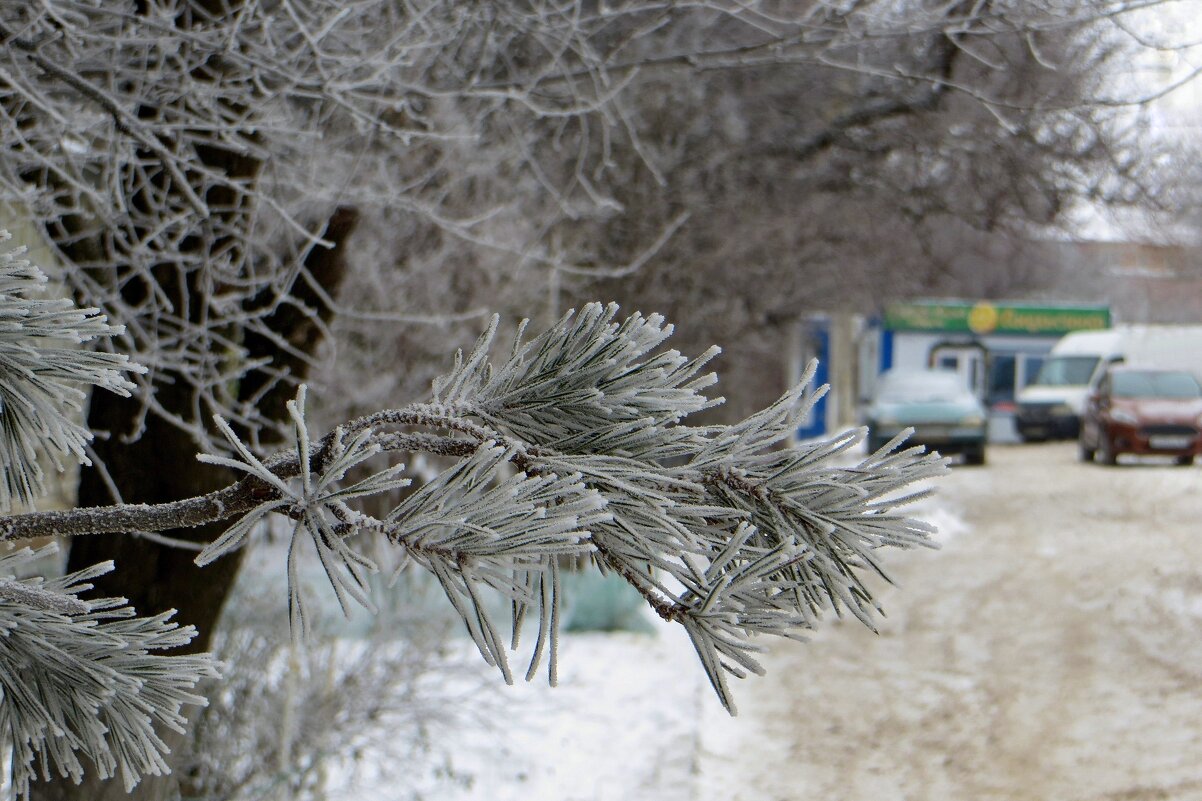 Туманное морозное утро - Татьяна Смоляниченко