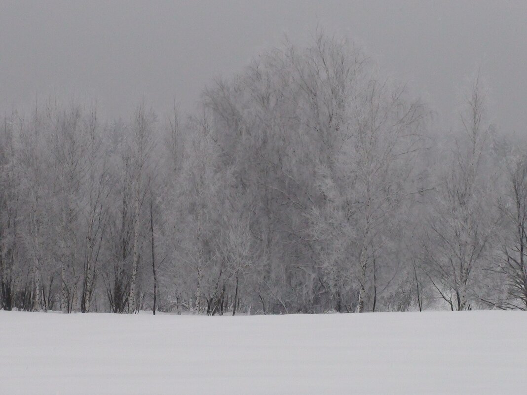 Деревья в инее. "Белые листья" - fogmeadowww m