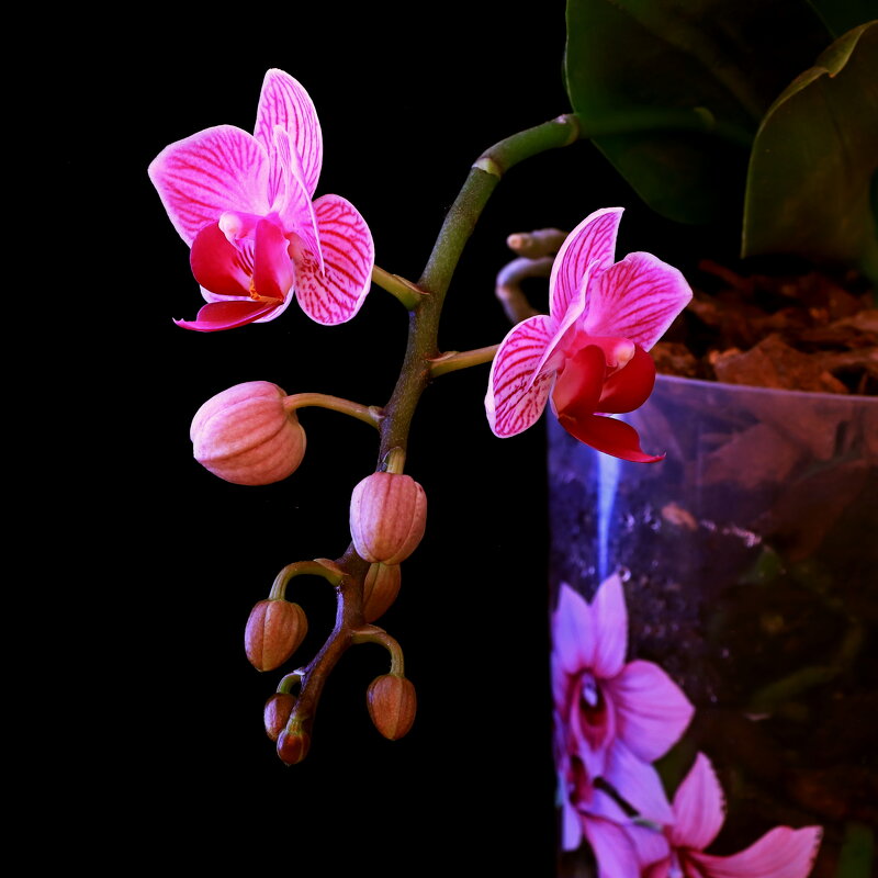 архидея - Игорь Kуленко архидея - Игорь Kуленко