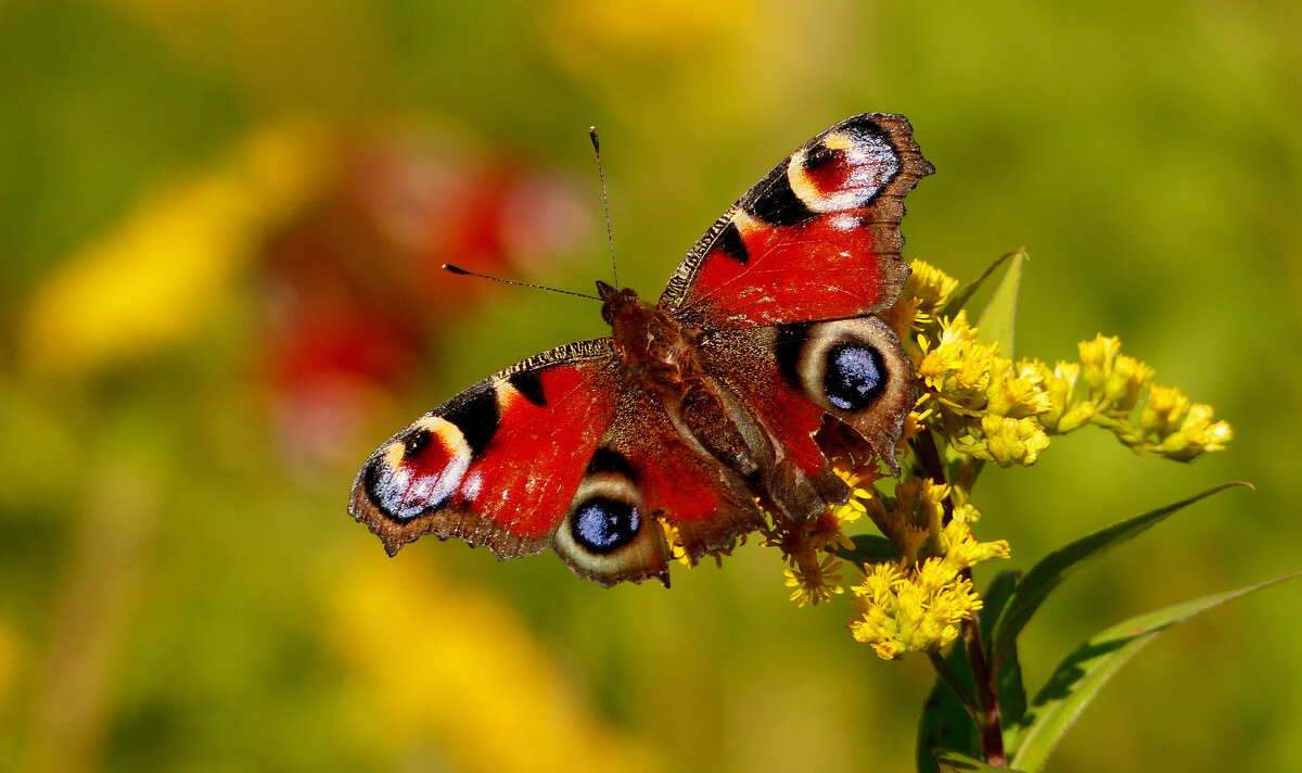 опять про бабочек...349 - Александр Прокудин