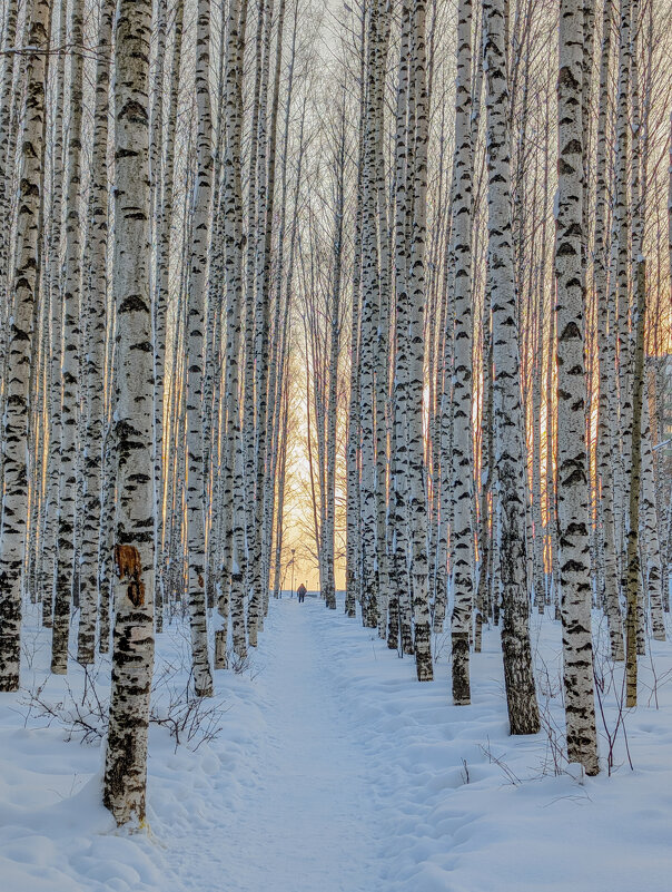Морозный день в березовой роще - Анастасия Логинова Морозный день в березовой роще - Анастасия Логинова