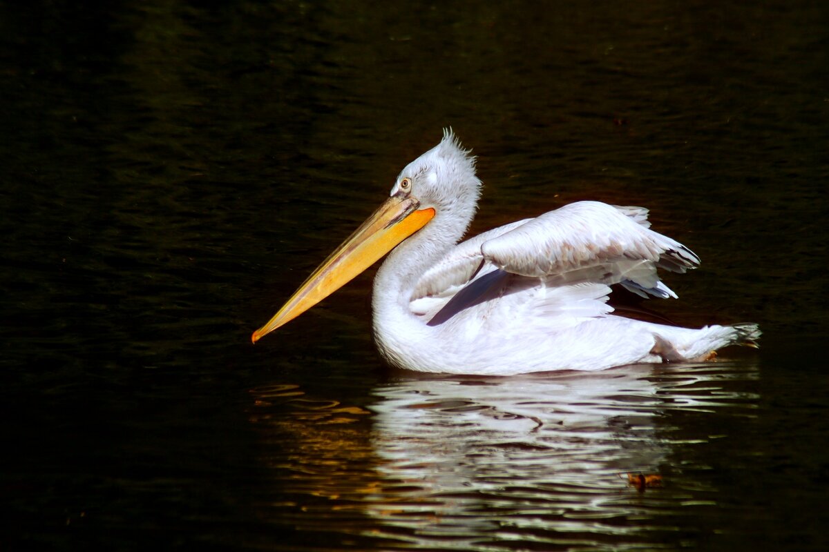 Плывущий - Юрий. Шмаков Плывущий - Юрий. Шмаков