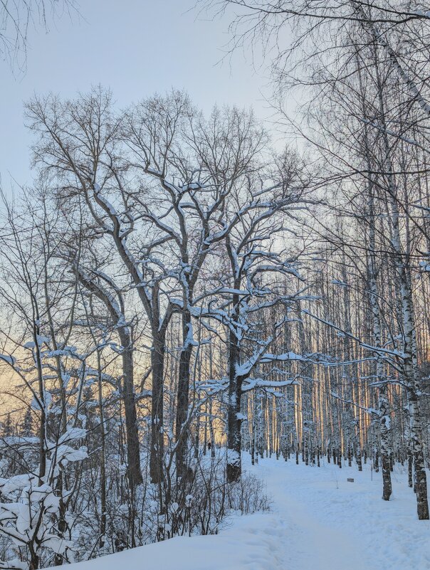 Морозный день в березовой роще - Анастасия Логинова Морозный день в березовой роще - Анастасия Логинова